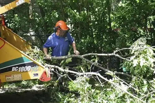 tree services Ellisville